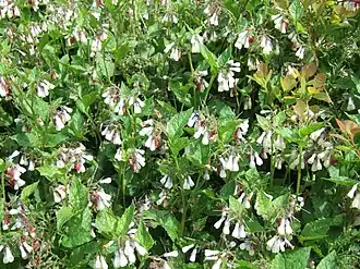 Description de cette image, également commentée ci-après