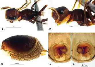 Description de l'image Sympolymnia cutleri (10.3897-zse.96.55210) Figure 10.jpg.