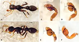 Description de l'image Sympolymnia shinahota (10.3897-zse.96.55210) Figure 9.jpg.