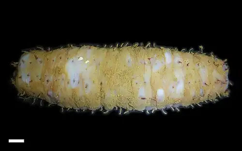 Synallactes cf. chuni