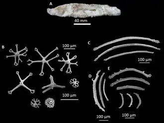 Synallactes quatrami