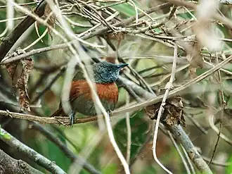 Description de l'image Synallaxis erythrothorax - Rufous-breasted Spinetail.jpg.