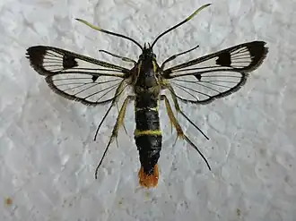 Description de cette image, également commentée ci-après