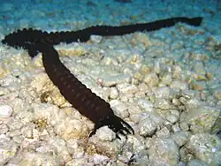 Synaptula reciprocans (invasive de Mer Rouge)