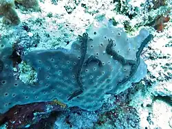 Une holothurie serpentiforme du genre Synaptula