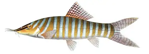 Syncrossus hymenophysa