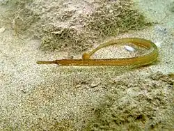 Syngnathus taenionotus