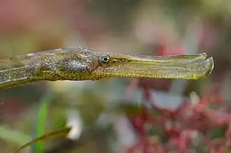 Gros plan sur la tête d'un Syngnathus typhle