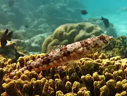 Un poisson-lézard bigarré (Synodus variegatus)