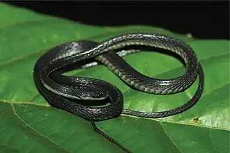 Description de l'image Synophis insulomontanus 4.jpg.