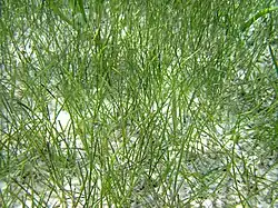 Syringodium filiforme