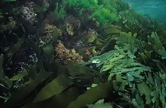 Image illustrative de l’article Étage infralittoral