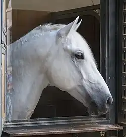 Tête de cheval de couleur blanche, vue de profil.