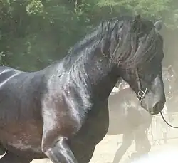 Avant-main de jeune étalon, Bouan 2023