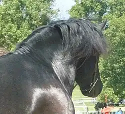 Tête et épaule de jeune étalon, Bouan 2023