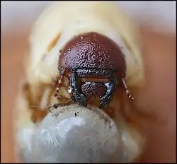 Détails de la tête