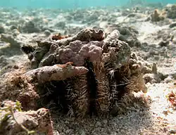 Un oursin-collecteur (Tripneustes gratilla)