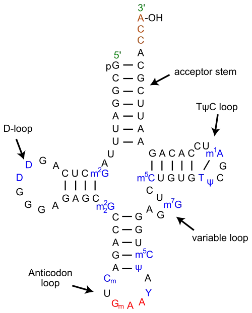 (en) ARNt de phénylalanine chez la levure, indiquant l'anticodon en rouge et l'hydroxyle 3’–OH estérifié par l'acide aminé en haut.