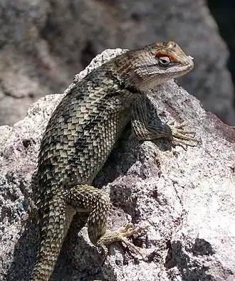 Description de l'image TWIN-SPOTTED SPINY LIZARD Sceloporus bimaculosus. (^) Female. - Flickr - gailhampshire.jpg.