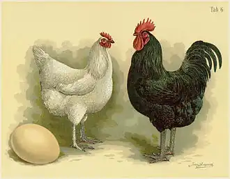 Image illustrative de l’article Langshan allemande