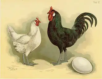 Coq et poule La Flèche de Jean Bungartz (Geflügel-Album, 1885)
