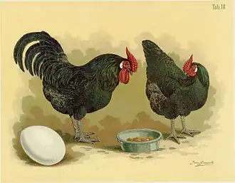 Image illustrative de l’article Poule Le Mans