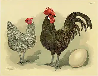 Geflügel-Album de Jean Bungartz (1855), poule coucou et coq noir.