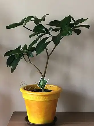 Description de l'image Tabernaemontana cerifera en pot.jpg.