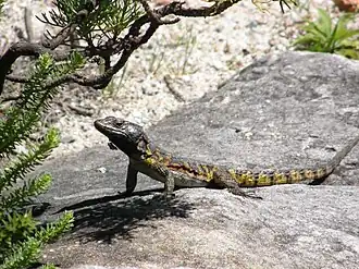 Description de cette image, également commentée ci-après