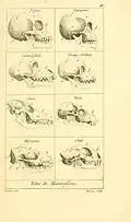 Tableau comparatif des crânes de plusieurs mammifères, dont certains primates, par Georges Cuvier (1797).