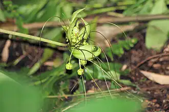 Tacca ankaranensis