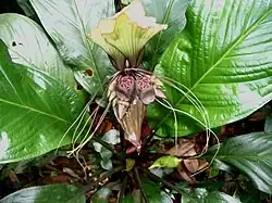 Tacca integrifolia: Détail de la fleur, réserve forestière de Bukit Nanas, Malaisie.
