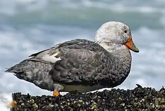 Description de l'image Tachyeres leucocephalus 255179481.jpg.