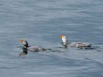 Brassemer cendré (Tachyeres pteneres)