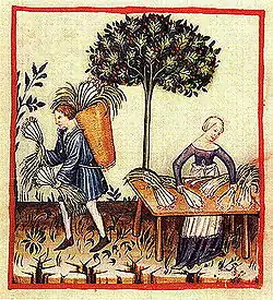 Dessin du XIVe siècle tiré d'un « Tacuinum sanitatis » : un homme et une femme s'occupent d'une récolte de poireaux.