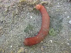 Taeniogyrus dunedinensis