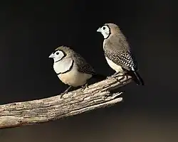 Deux petits oiseaux dodus sur une branchette mignons tout plein.