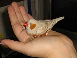 Oiseau dans un main ouverte