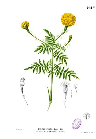 Description de cette image, également commentée ci-après