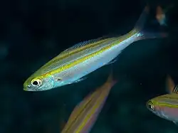 Pterocaesio digramma.