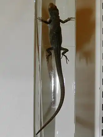 Description de l'image Takydromus amurensis.jpg.