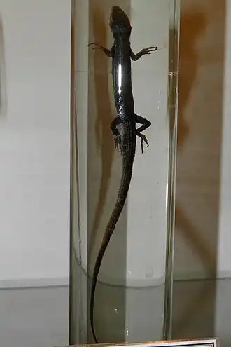 Description de l'image Takydromus wolteri.jpg.