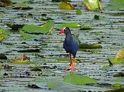 Talève d'Allen sur l'Ouémé supérieur