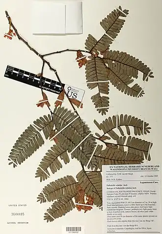Description de l'image Talbotiella velutina-NMNH-01106032.jpg.