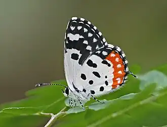 Description de cette image, également commentée ci-après