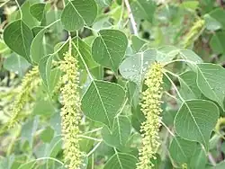 Inflorescence en fleurs.