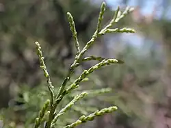 Extrémité des rameaux.