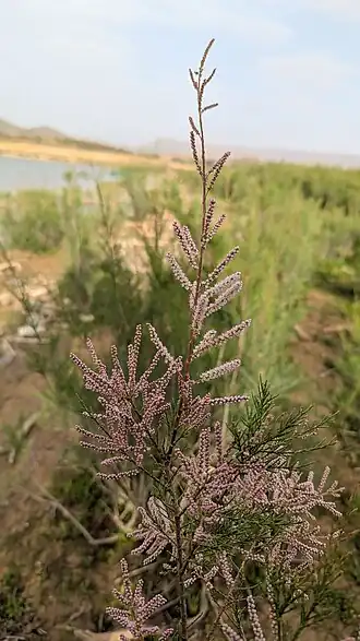 Description de cette image, également commentée ci-après