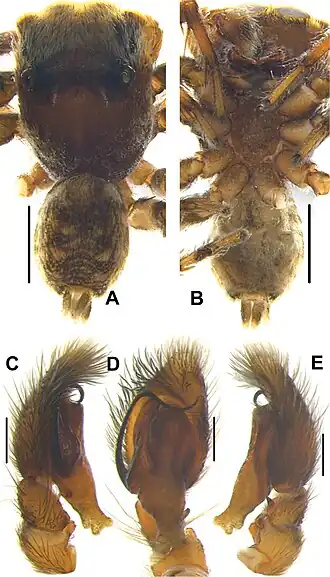 Description de cette image, également commentée ci-après