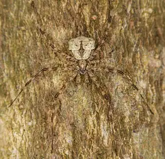 Description de l'image Tamopsis brisbanensis (14538599853).jpg.